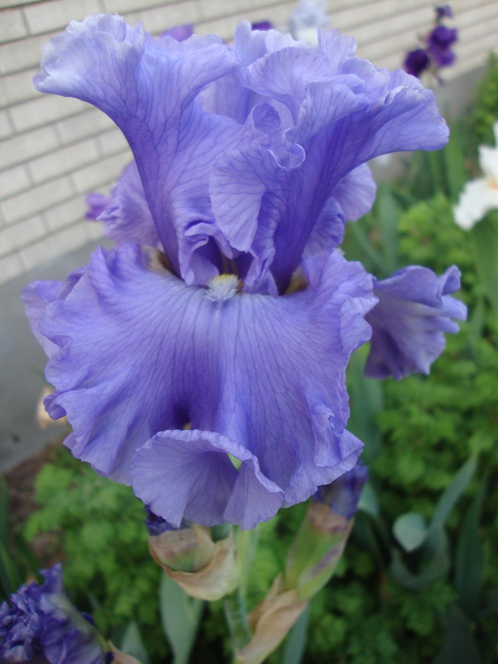 Photo of Tall Bearded Iris (Iris 'Sea Power') uploaded by Paul2032