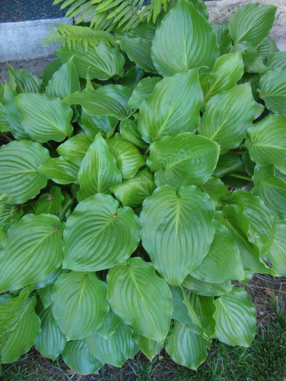 Photo of Hosta 'Invincible' uploaded by Paul2032