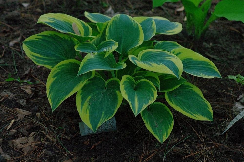Photo of Hosta 'First Frost' uploaded by Rose1656