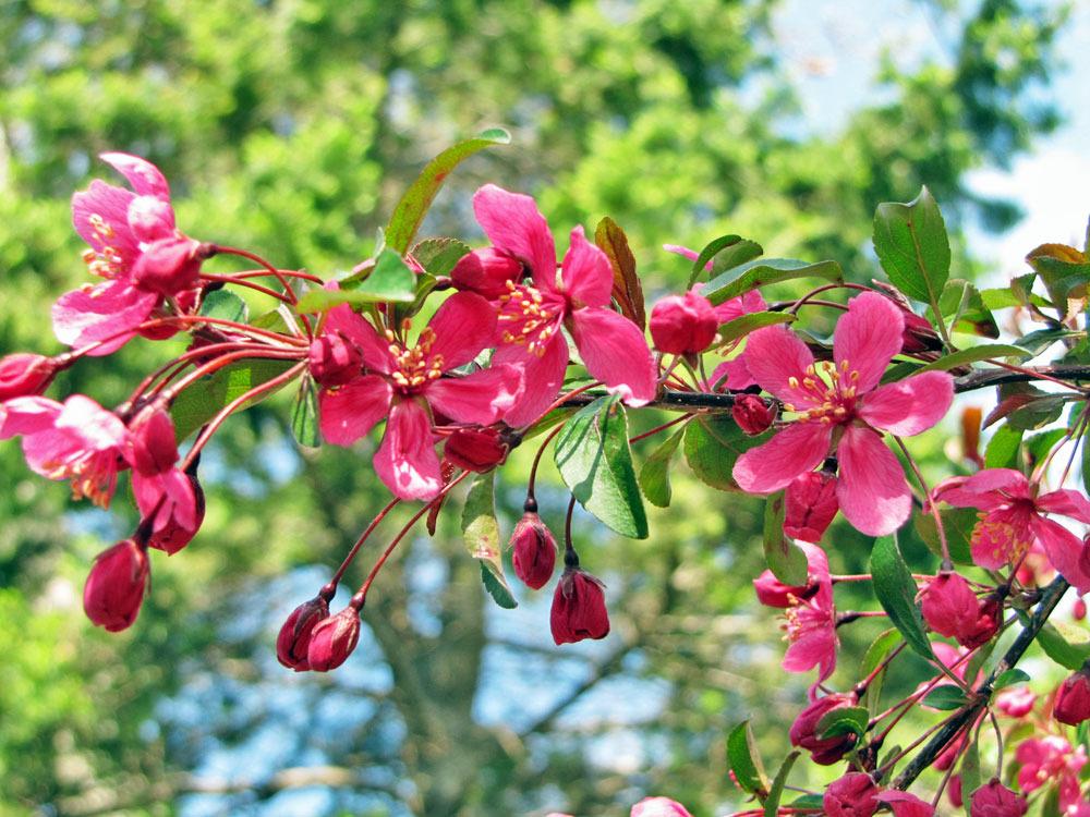 Photo of Crabapple (Malus 'Prairie Fire') uploaded by TBGDN
