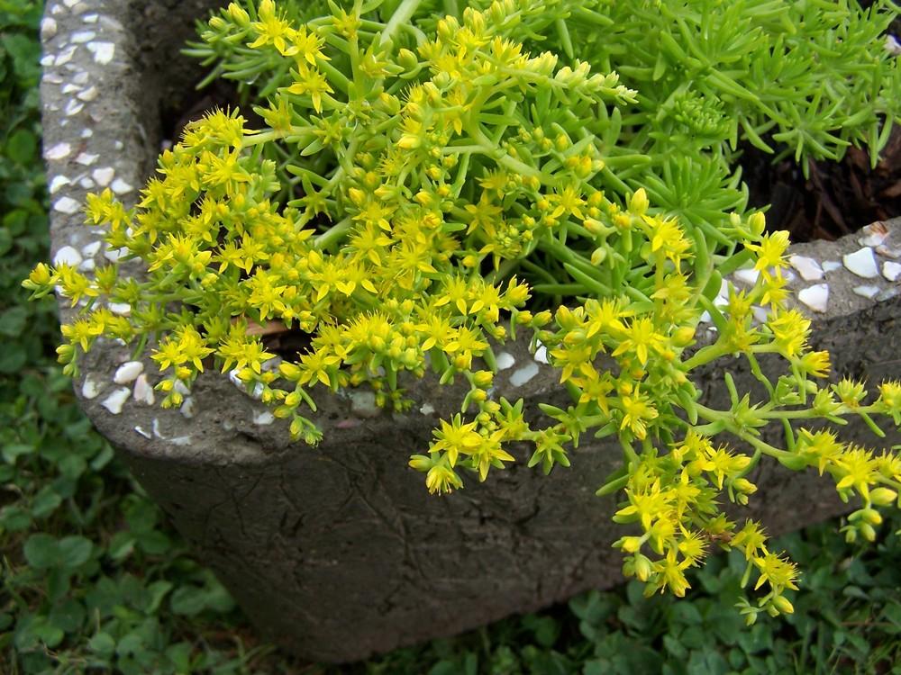 Photo of Stonecrop (Petrosedum Lemon Coral™) uploaded by chickhill