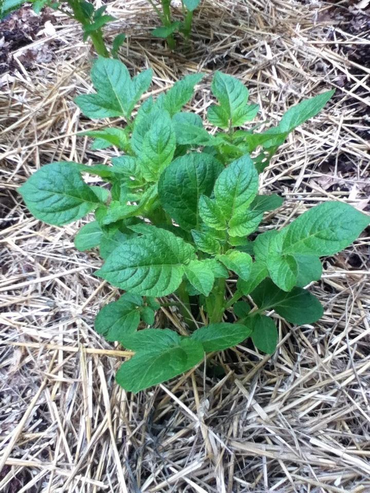 Photo of Potato (Solanum tuberosum 'Maris Piper') uploaded by holity