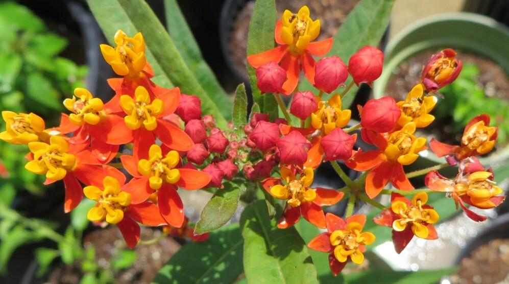 Photo of Tropical Milkweed (Asclepias curassavica) uploaded by lisam0313
