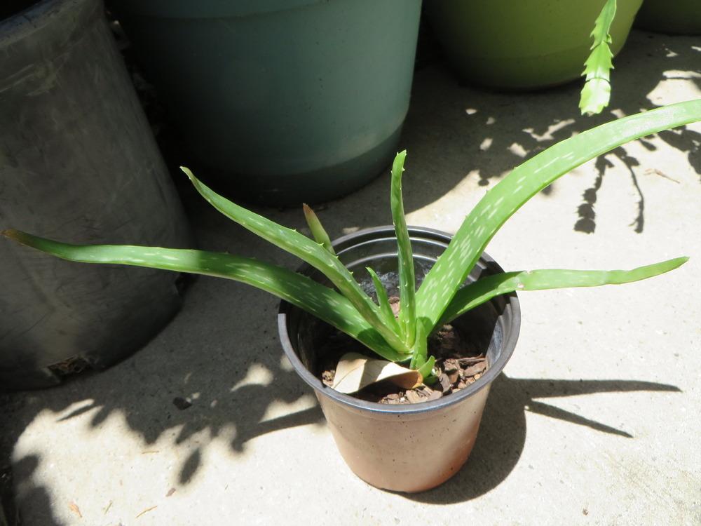 Photo of Aloe Vera (Aloe vera) uploaded by lisam0313