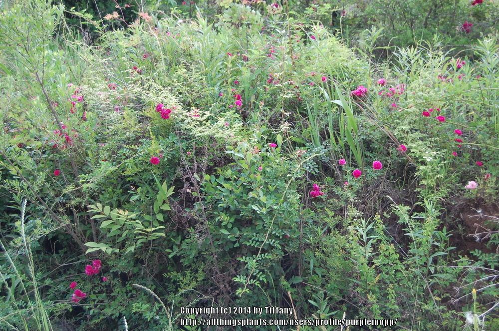 Photo of Multiflora Rose (Rosa multiflora) uploaded by purpleinopp