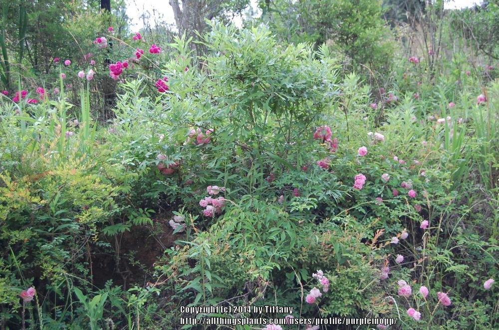 Photo of Multiflora Rose (Rosa multiflora) uploaded by purpleinopp