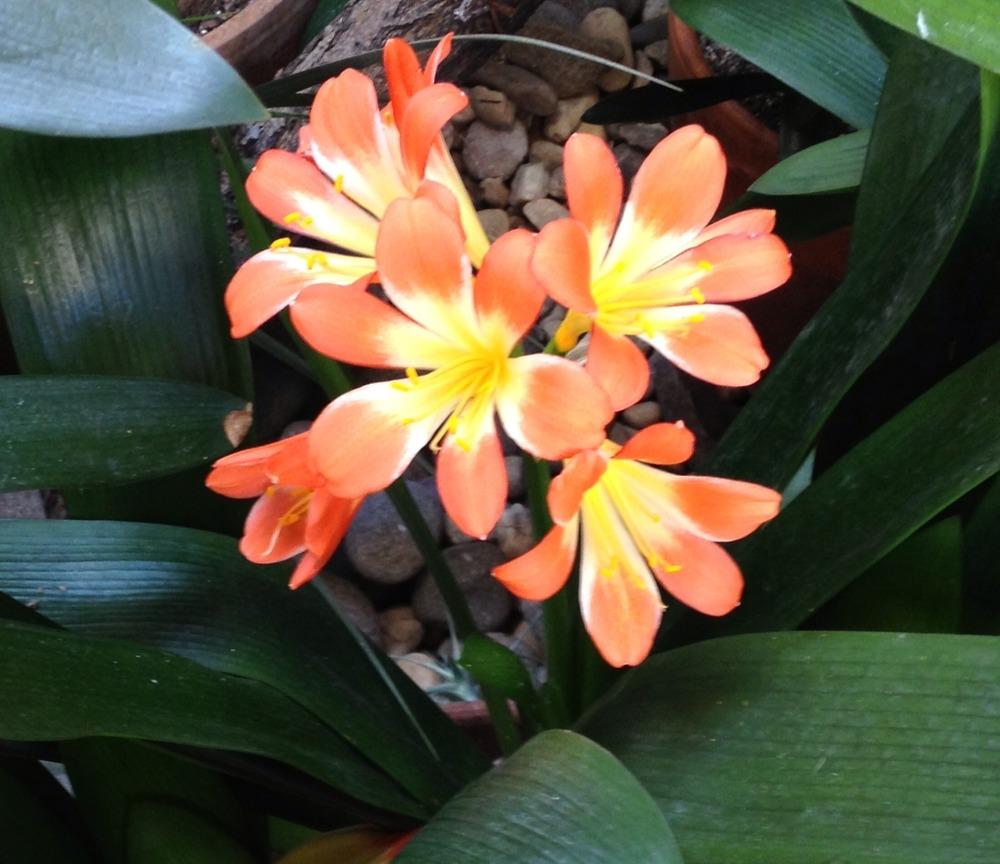 Photo of Clivias (Clivia) uploaded by bxncbx