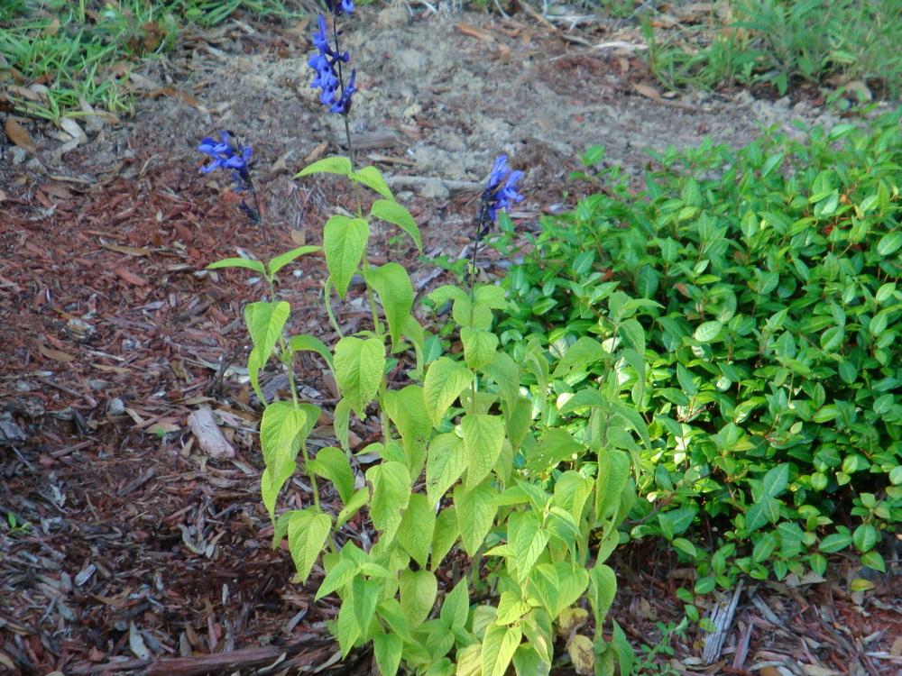 Photo of Anise-Scented Sage (Salvia coerulea 'Black and Blue') uploaded by flaflwrgrl