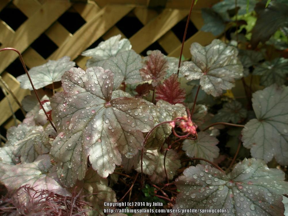 Photo of Coral Bells (Heuchera 'Stainless Steel') uploaded by springcolor