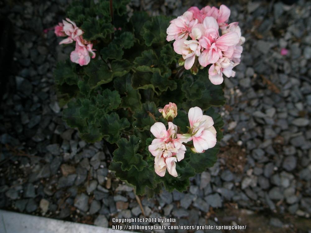 Photo of Pelargoniums (Pelargonium) uploaded by springcolor