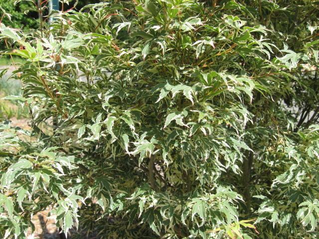 Photo of Japanese Maple (Acer palmatum 'Butterfly') uploaded by wcgypsy