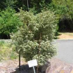Location: Crescent City, California
Date: 2014-05-16
Grown in full sun at the coast...Brookings, oregon