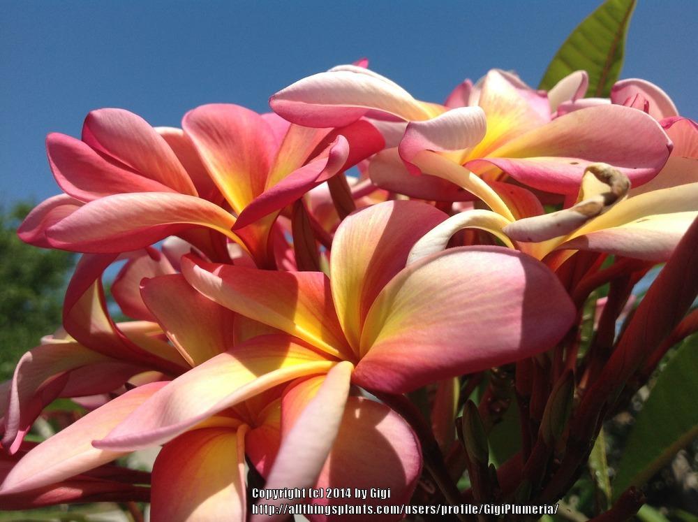 Photo of Plumeria (Plumeria rubra 'Barbados Showgirl') uploaded by GigiPlumeria