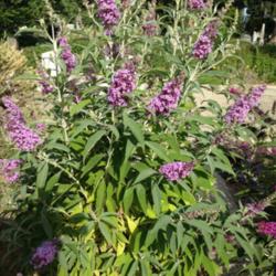 Location: Hamilton Square Perennial Garden, Historic City Cemetery, Sacramento CA.
Date: 2014-05-16
Smaller stature makes for and easy to care for Buddleja.