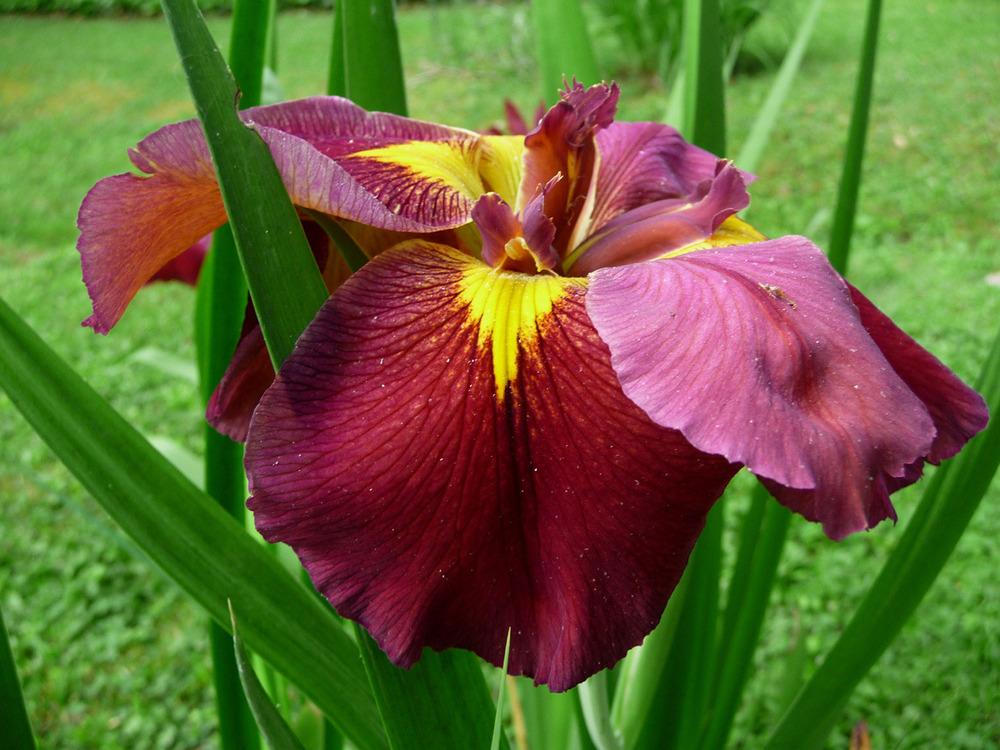 Photo of Louisiana Iris (Iris 'James Dickinson') uploaded by Lestv