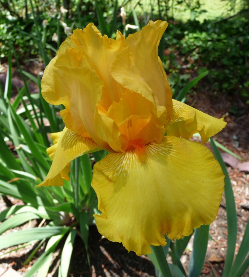 Photo of Tall Bearded Iris (Iris 'Slew o' Gold') uploaded by Lestv