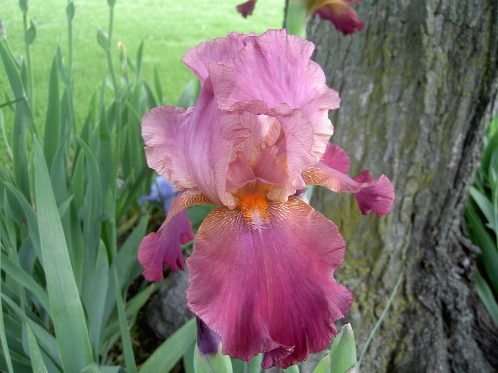 Photo of Tall Bearded Iris (Iris 'Anna's Music') uploaded by Muddymitts