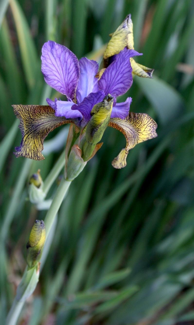Photo of Siberian Iris (Iris 'So Van Gogh') uploaded by Pwinget