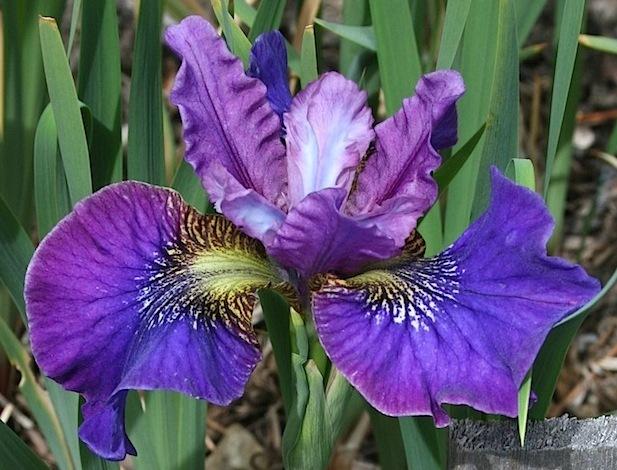 Photo of Siberian Iris (Iris 'Bells and Whistles') uploaded by Pwinget