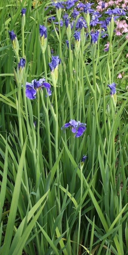 Photo of Siberian Iris (Iris 'Ships Are Sailing') uploaded by Pwinget