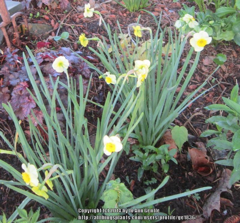 Photo of Jonquilla Daffodil (Narcissus 'Sun Disc') uploaded by ge1836