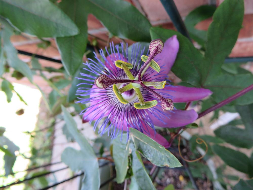 Photo of Amethyst Passion Flower (Passiflora 'Lavender Lady') uploaded by lisam0313
