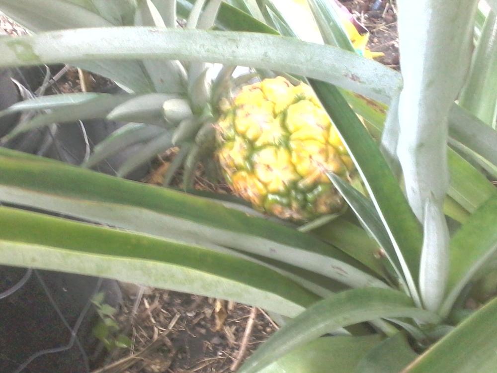 Photo of Pineapple (Ananas comosus) uploaded by southernbelleMichell