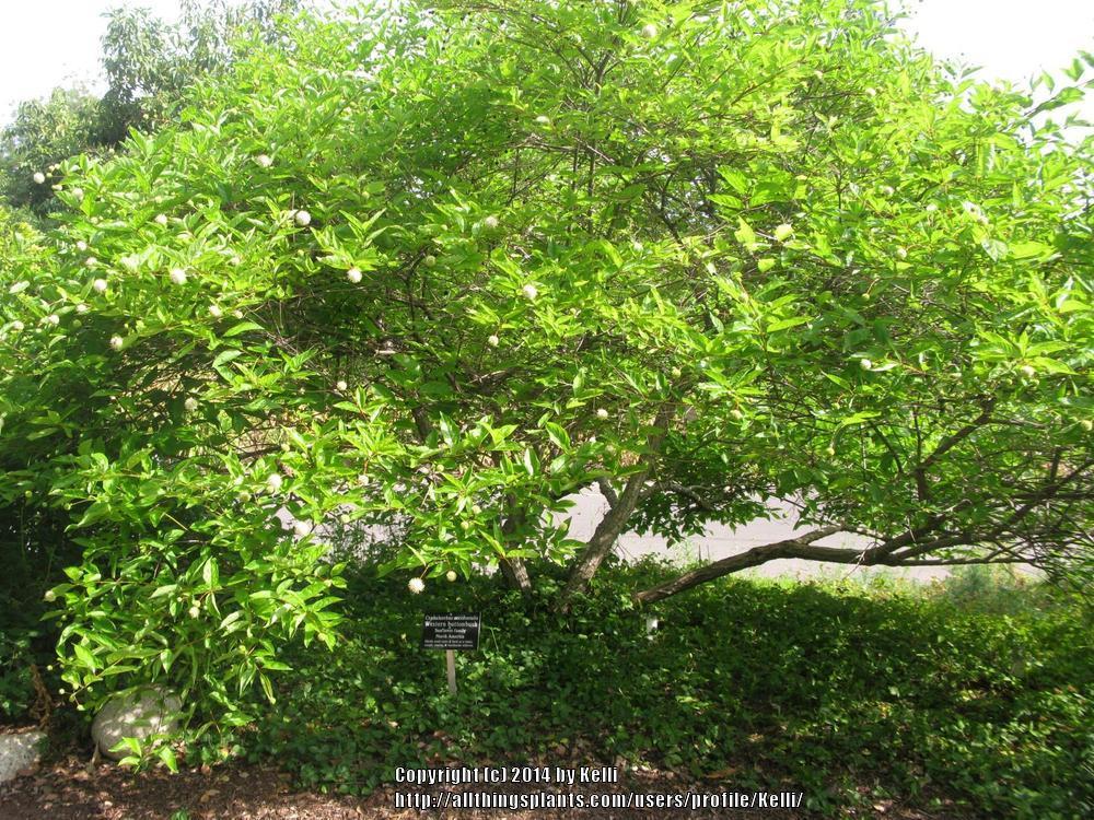 Photo of Buttonbush (Cephalanthus occidentalis) uploaded by Kelli