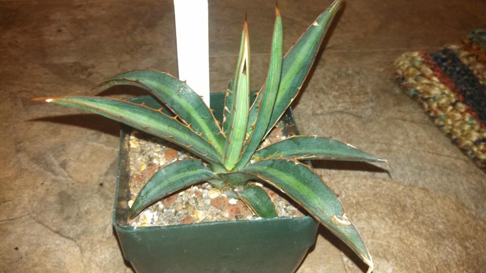 Photo of Maguey Mezortillo (Agave lophantha) uploaded by a2b1c3
