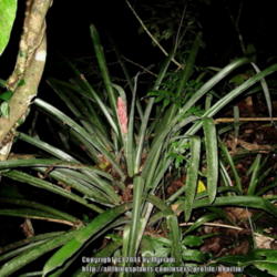 Location: Atlantic rainforest, Paraty, Brazil
Date: 2014-01-20
