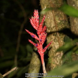 Location: Atlantic rainforest, Paraty, Brazil
Date: 2014-01-06