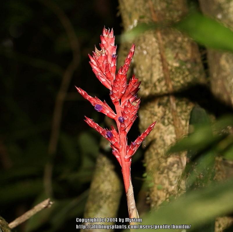 Photo of Bromeliad (Aechmea distichantha) uploaded by bonitin