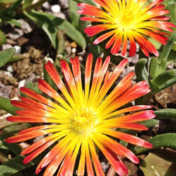 Location: Medina, TN
Date: 2014-05-19
Delosperma 'Fire Wonder' has larger blooms than the other new Del
