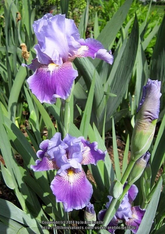 Photo of Intermediate Bearded Iris (Iris 'Twilight Delight') uploaded by ge1836