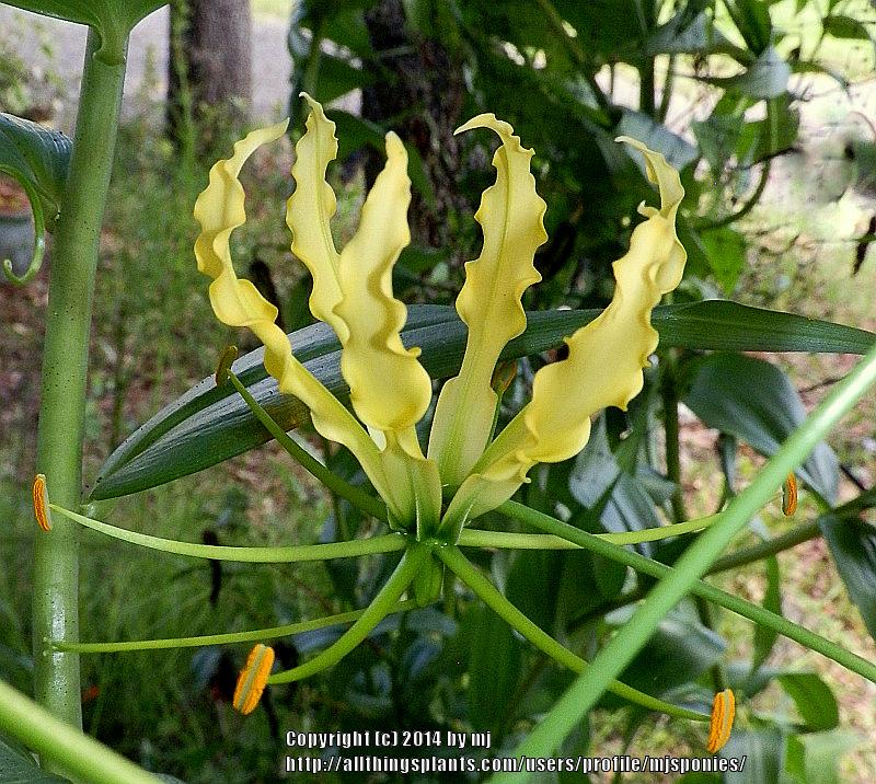Photo of Gloriosa Lily (Gloriosa superba 'Lutea') uploaded by mjsponies