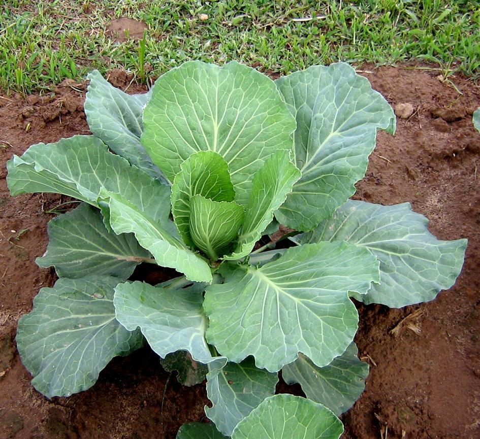 Photo of Cabbage (Brassica oleracea var. capitata 'All Seasons') uploaded by saltmarsh