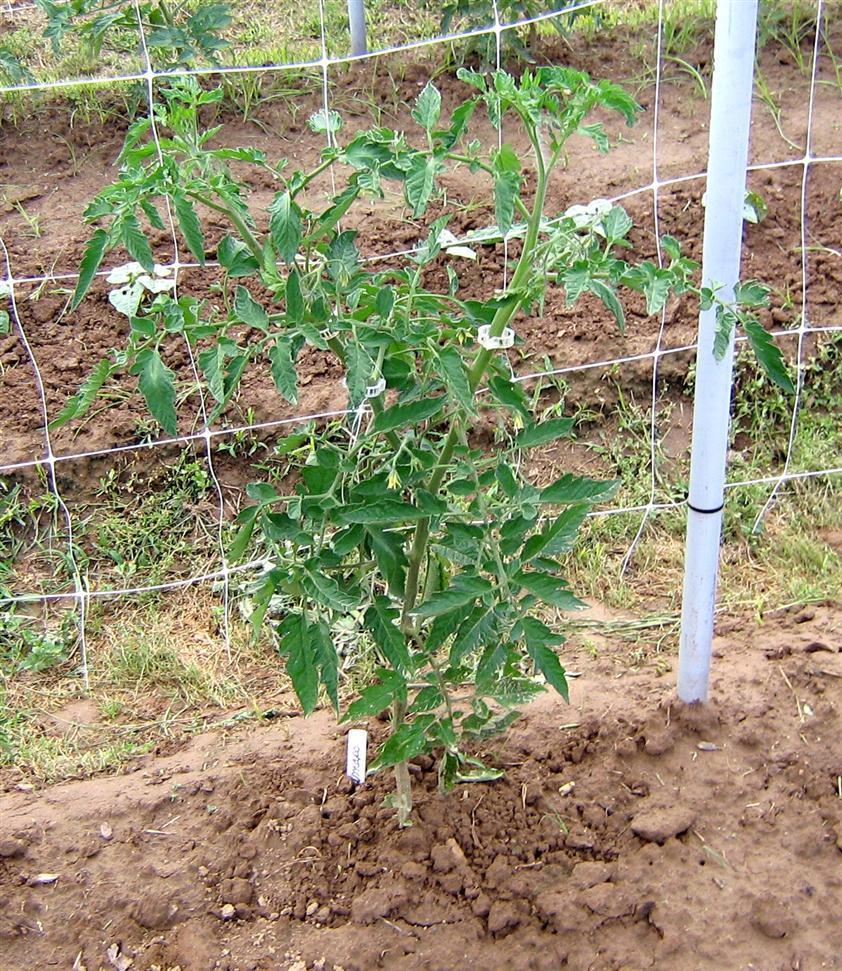 Photo of Tomato (Solanum lycopersicum 'Ramapo') uploaded by saltmarsh