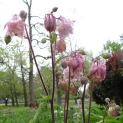 Location: Lincoln NE zone 5
Date: 2014-05-19
This charming columbine is best viewed up close.