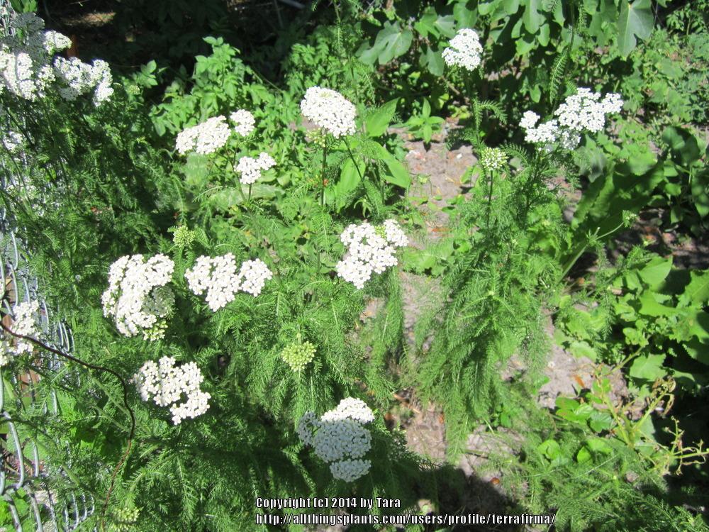 Photo of Yarrow (Achillea millefolium) uploaded by terrafirma