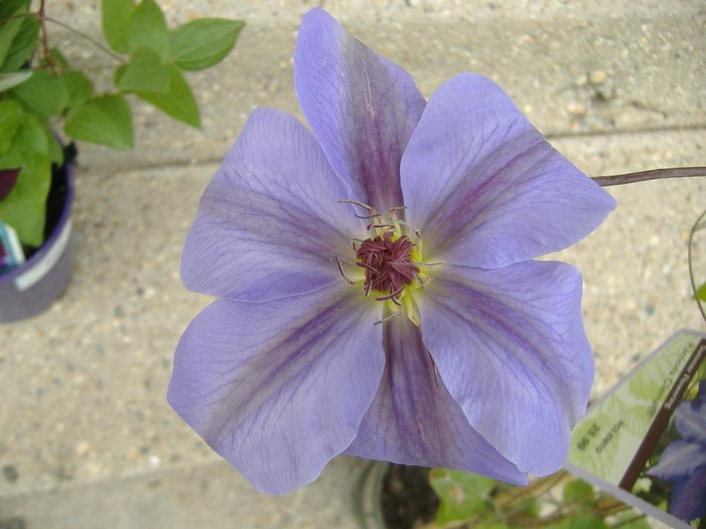 Photo of Clematis 'Ramona' uploaded by tveguy3