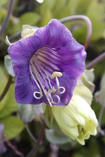 Photo of Cup and Saucer Vine (Cobaea scandens) uploaded by Calif_Sue