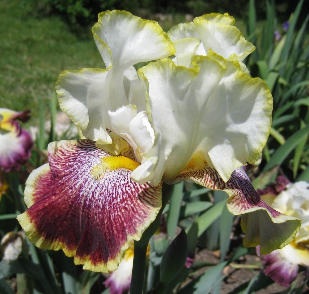 Photo of Tall Bearded Iris (Iris 'Carnival Ride') uploaded by Dodecatheon3