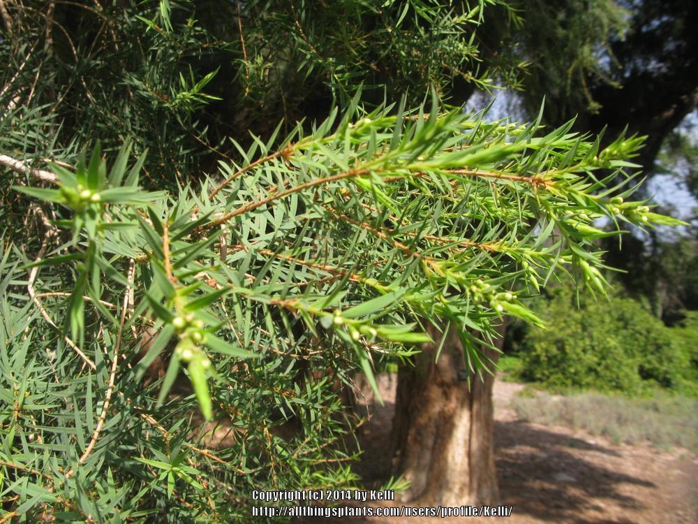 Photo of Flax Leaf Paperbark (Melaleuca linariifolia) uploaded by Kelli