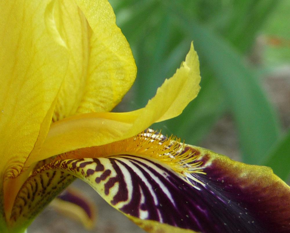 Photo of Miniature Tall Bearded Iris (Iris 'Bumblebee Deelite') uploaded by Lestv