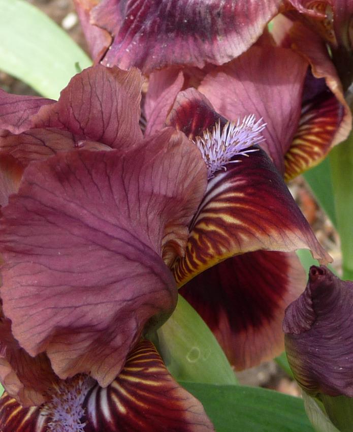 Photo of Standard Dwarf Bearded Iris (Iris 'Cat's Eye') uploaded by Lestv
