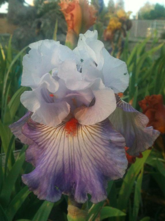 Photo of Tall Bearded Iris (Iris 'Arthouse') uploaded by Moiris