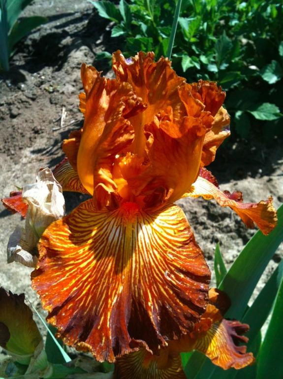Photo of Tall Bearded Iris (Iris 'Mauna Loa Fire') uploaded by Moiris