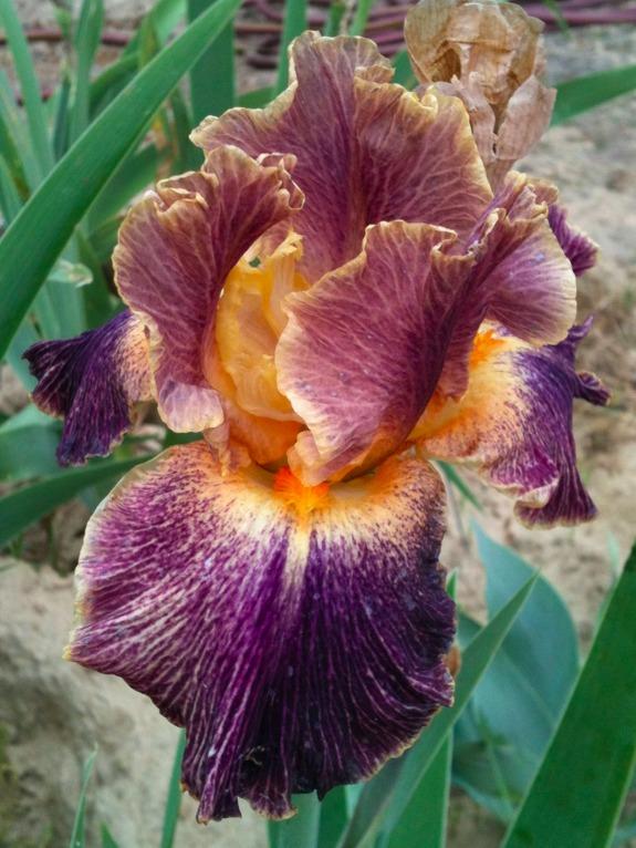 Photo of Border Bearded Iris (Iris 'Glo-Ray Hallelujah') uploaded by Moiris