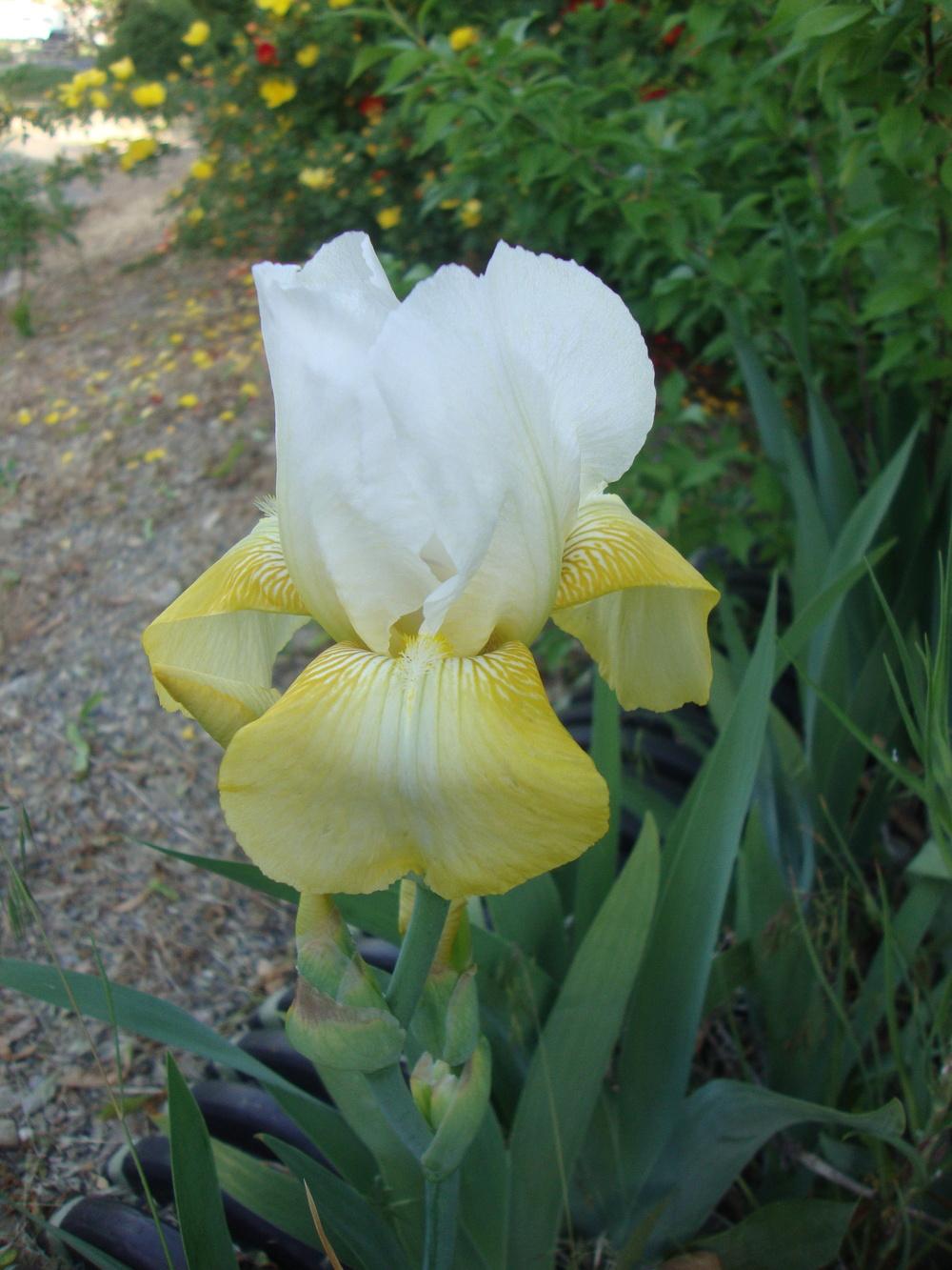 Photo of Tall Bearded Iris (Iris 'Tulip Festival') uploaded by Paul2032