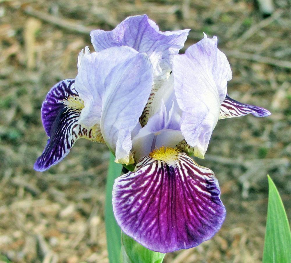 Photo of Miniature Tall Bearded Iris (Iris 'Second Opinion') uploaded by TBGDN